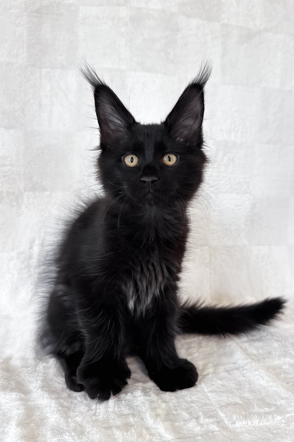 Doc | Maine Coon Kitten