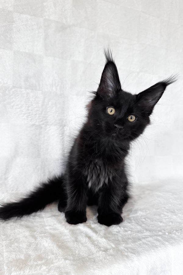 Doc | Maine Coon Kitten