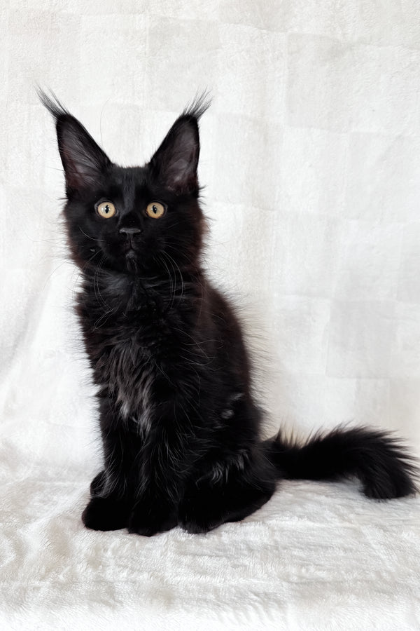 Doc | Maine Coon Kitten