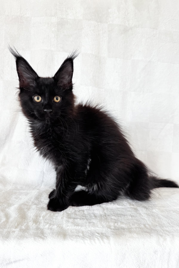 Doc | Maine Coon Kitten