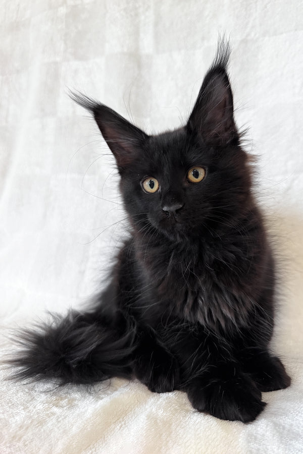 Doc | Maine Coon Kitten