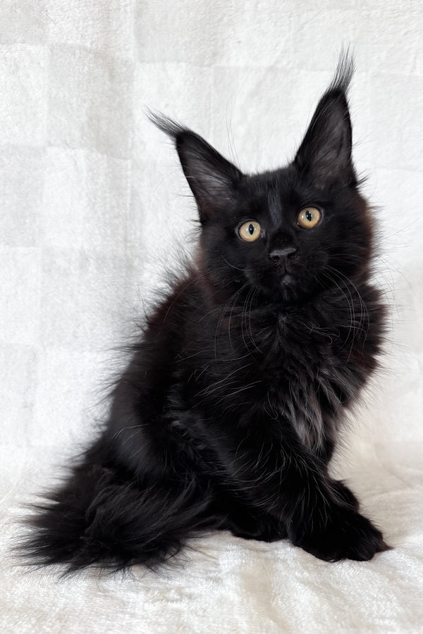 Doc | Maine Coon Kitten