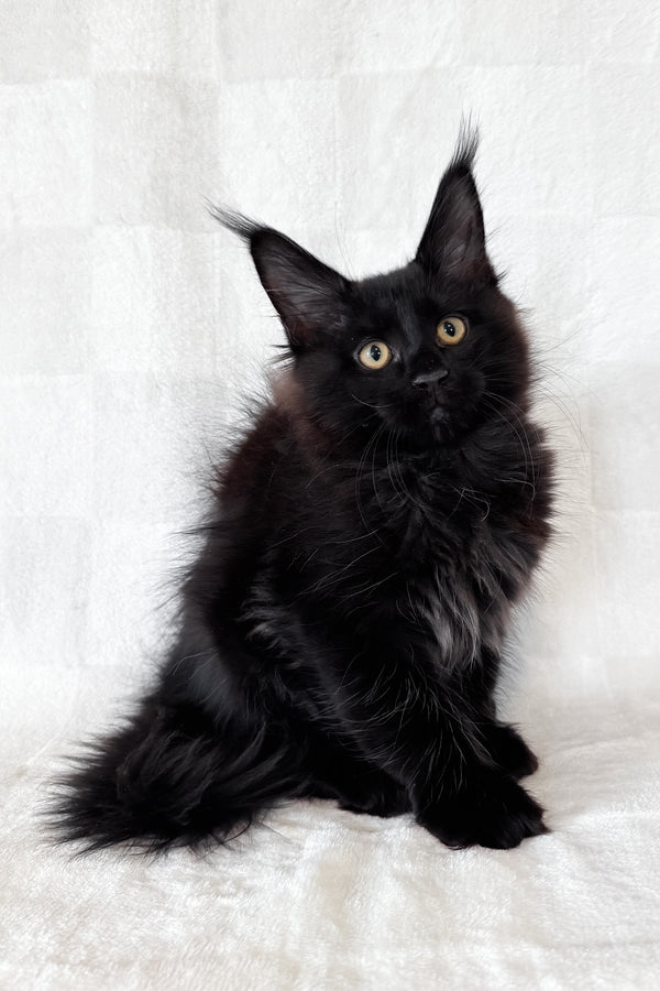 Doc | Maine Coon Kitten