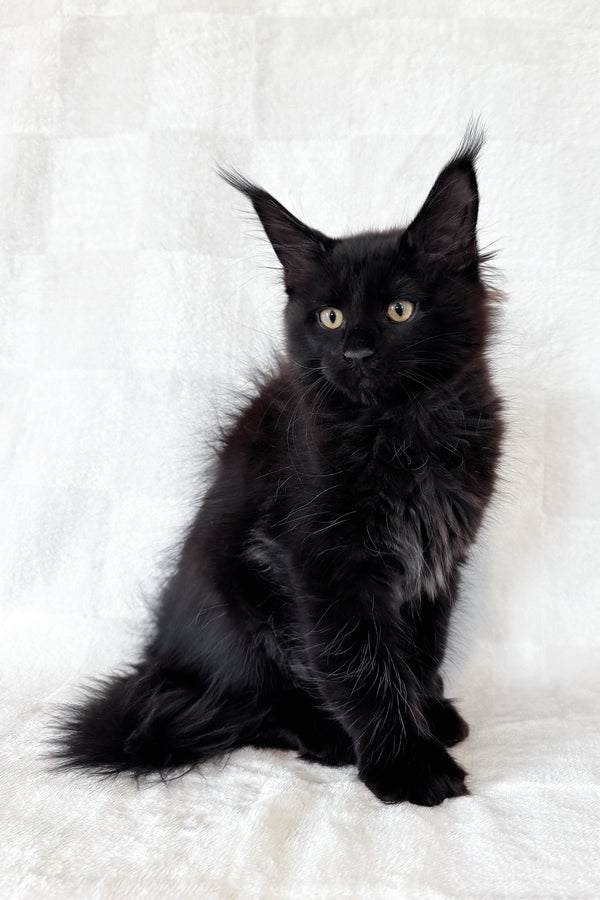 Doc | Maine Coon Kitten