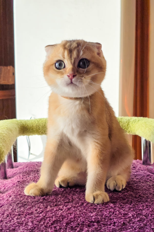 Doker | Scottish Fold Kitten