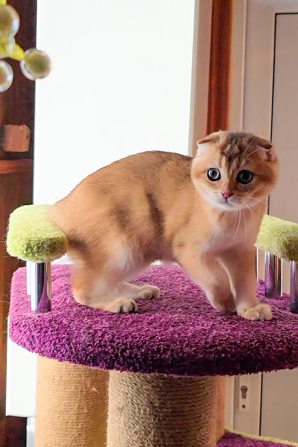 Doker | Scottish Fold Kitten