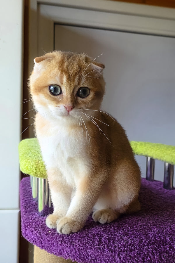 Doker | Scottish Fold Kitten