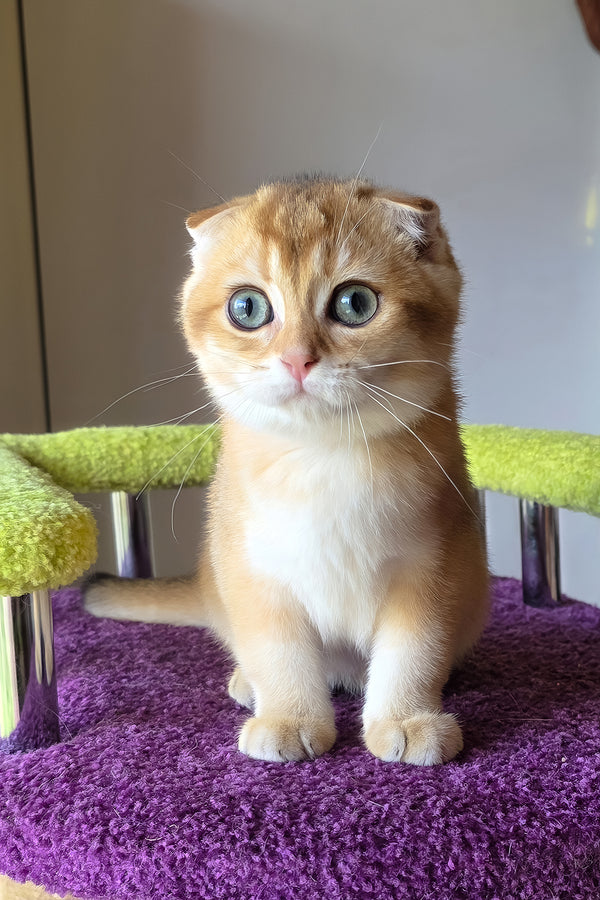 Doker | Scottish Fold Kitten