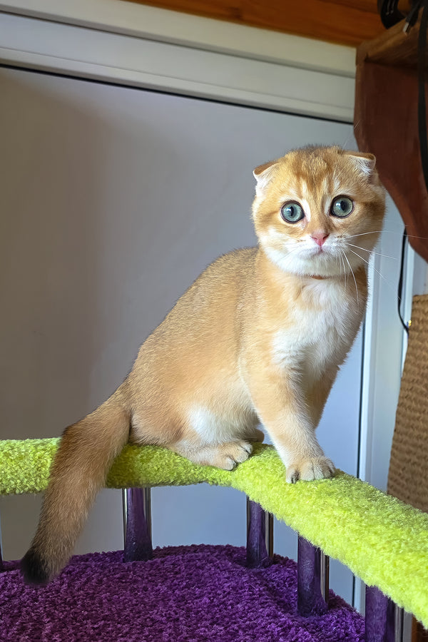 Doker | Scottish Fold Kitten