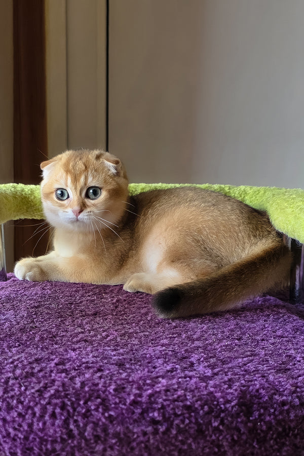 Doker | Scottish Fold Kitten