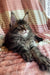 Dollar | Maine Coon Kitten