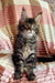 Dollar | Maine Coon Kitten