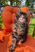 Dollar | Maine Coon Kitten