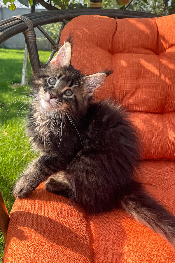 Dollar | Maine Coon Kitten