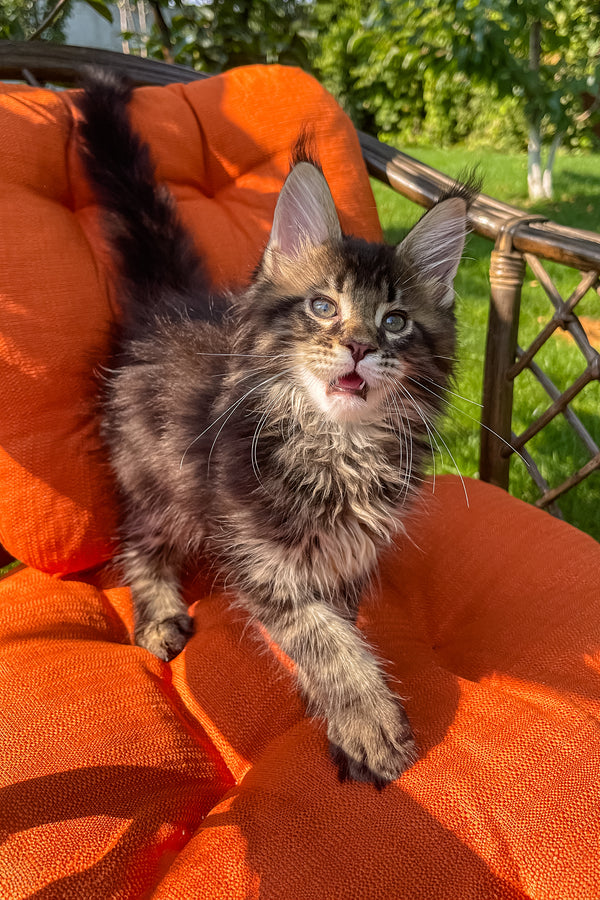 Dollar | Maine Coon Kitten
