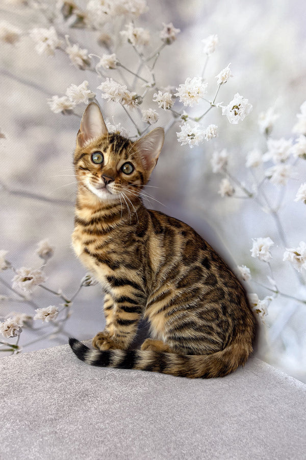 Dolly | Bengal Kitten