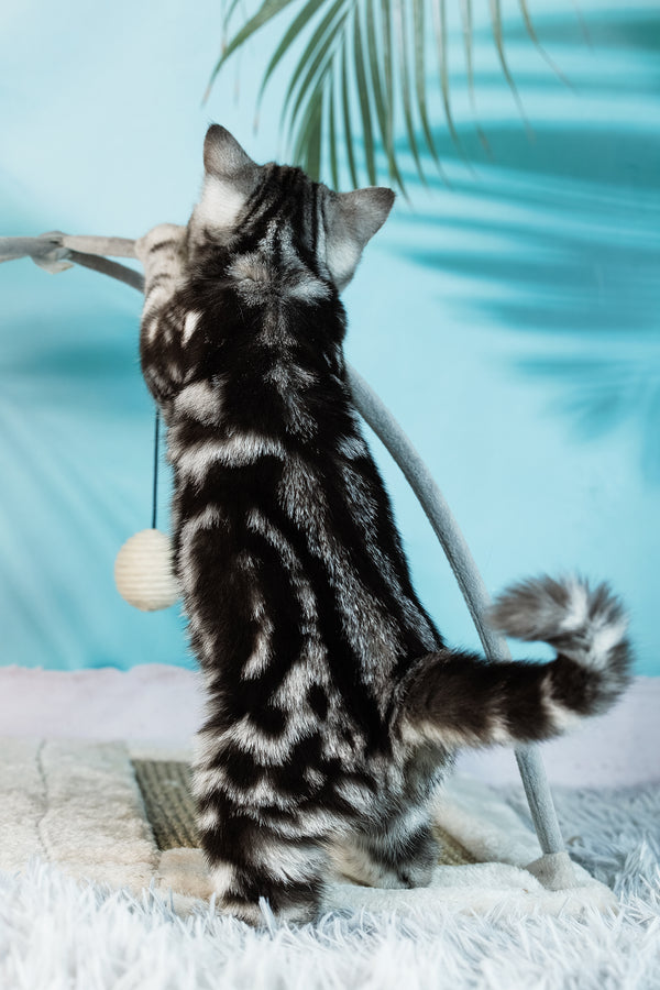 Dolly | Scottish Straight Kitten
