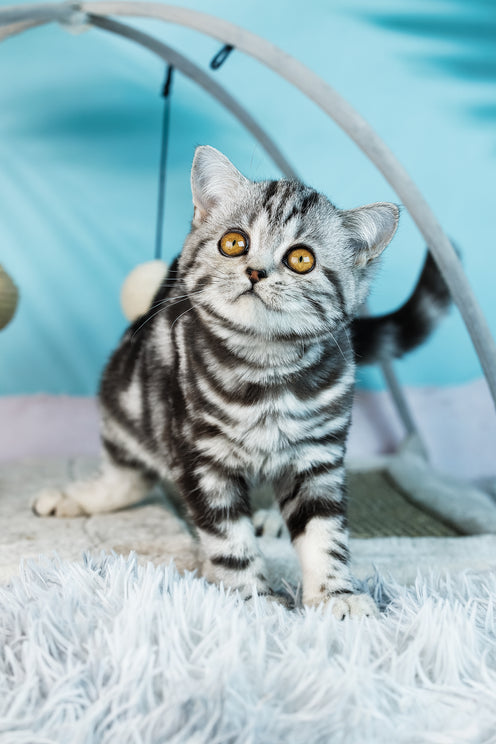 Dolly | Scottish Straight Kitten