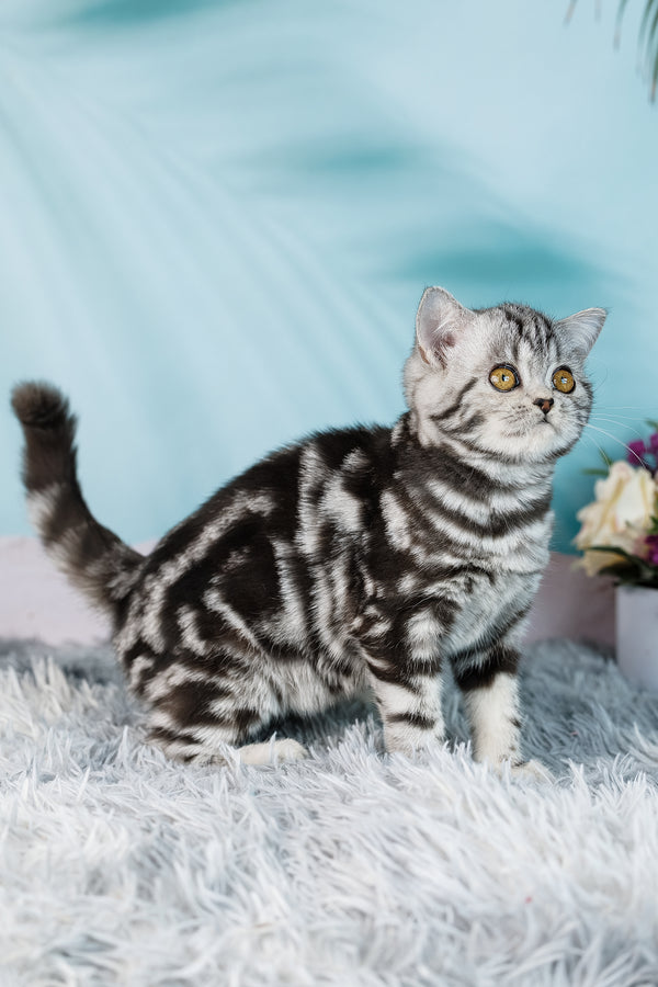 Dolly | Scottish Straight Kitten