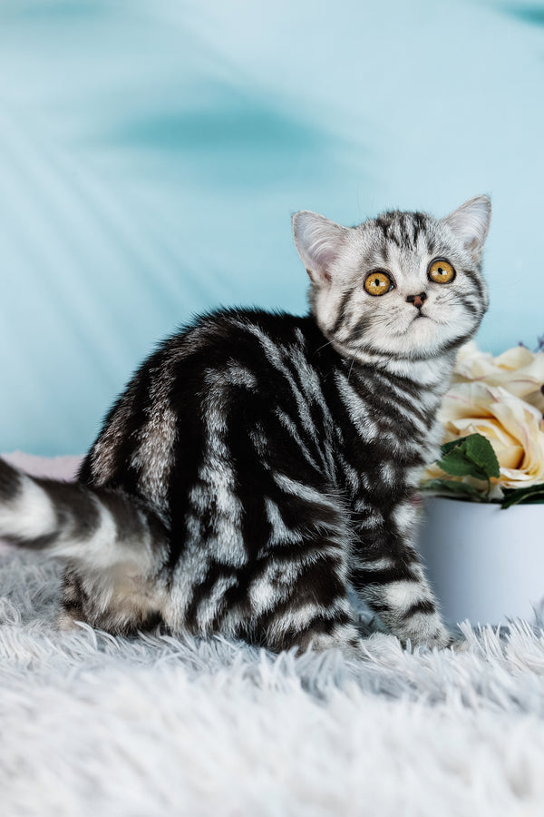 Dolly | Scottish Straight Kitten
