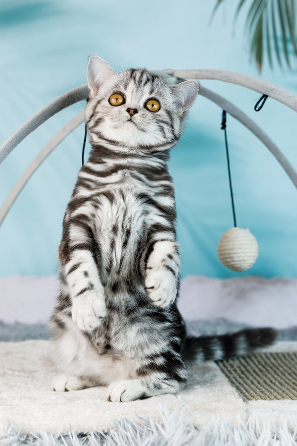 Dolly | Scottish Straight Kitten