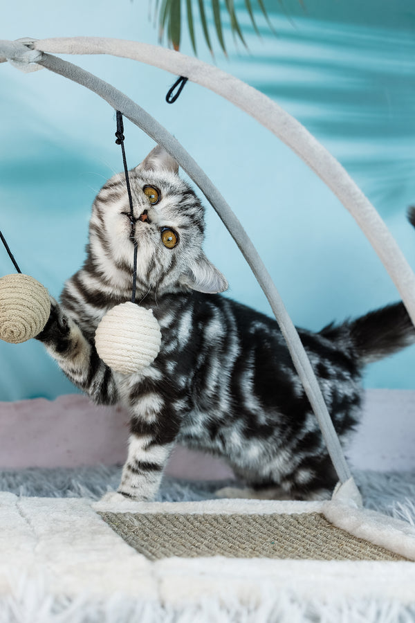 Dolly | Scottish Straight Kitten