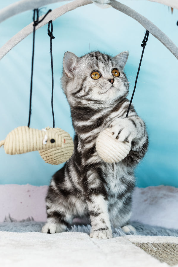 Dolly | Scottish Straight Kitten