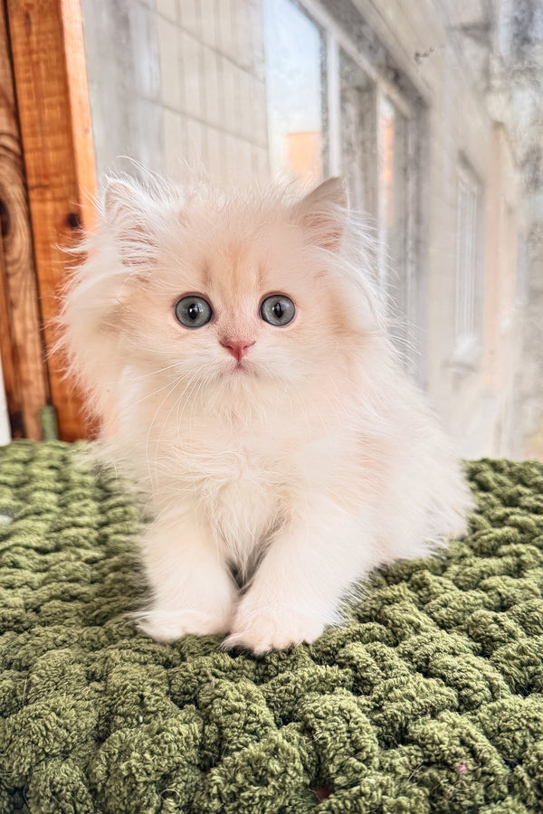 Dominic | British Longhair Kitten