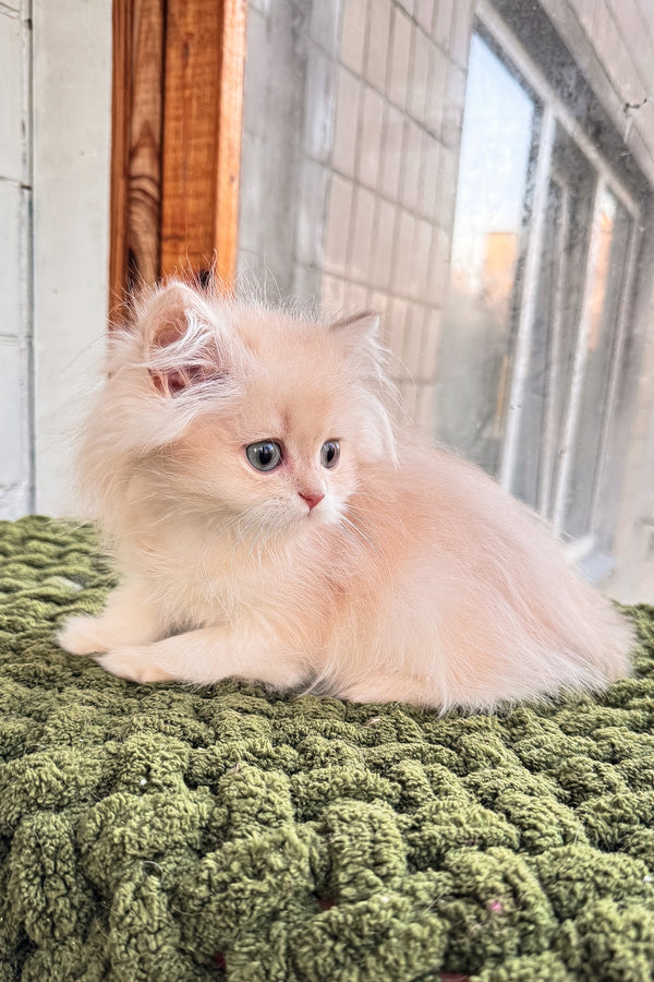 Dominic | British Longhair Kitten