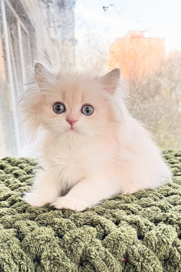 Dominic | British Longhair Kitten