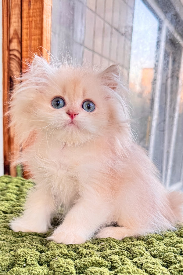 Dominic | British Longhair Kitten