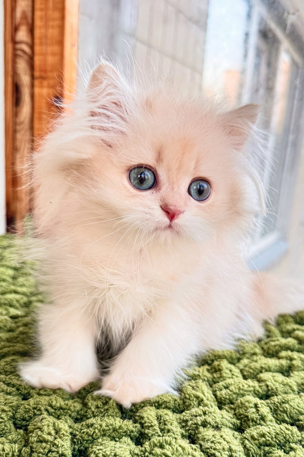Dominic | British Longhair Kitten