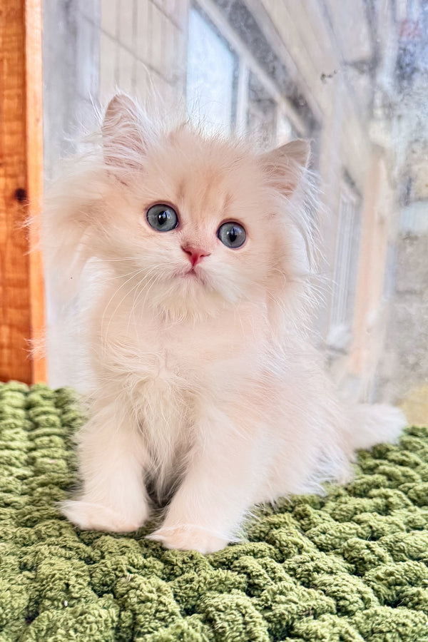 Dominic | British Longhair Kitten