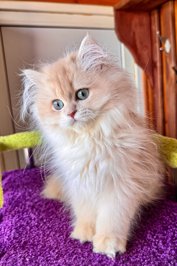 Dominic british longhair kitten with fluffy lilac golden shell fur and striking blue eyes sits on purple surface with health guarantee