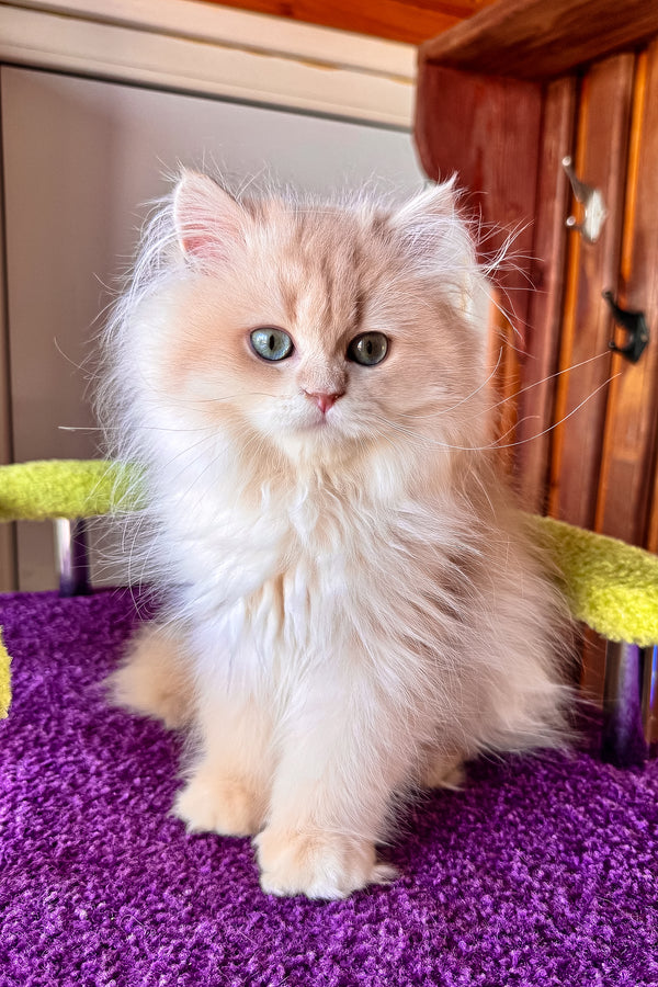 Dominic british longhair kitten fluffy cream-colored with striking green eyes on purple surface with health guarantee