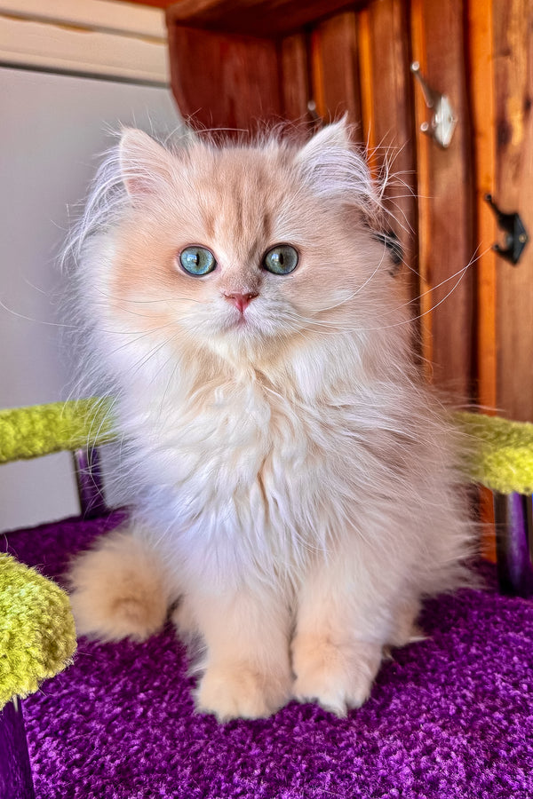 Dominic british longhair kitten with fluffy lilac golden shell fur and blue eyes on purple surface health guarantee