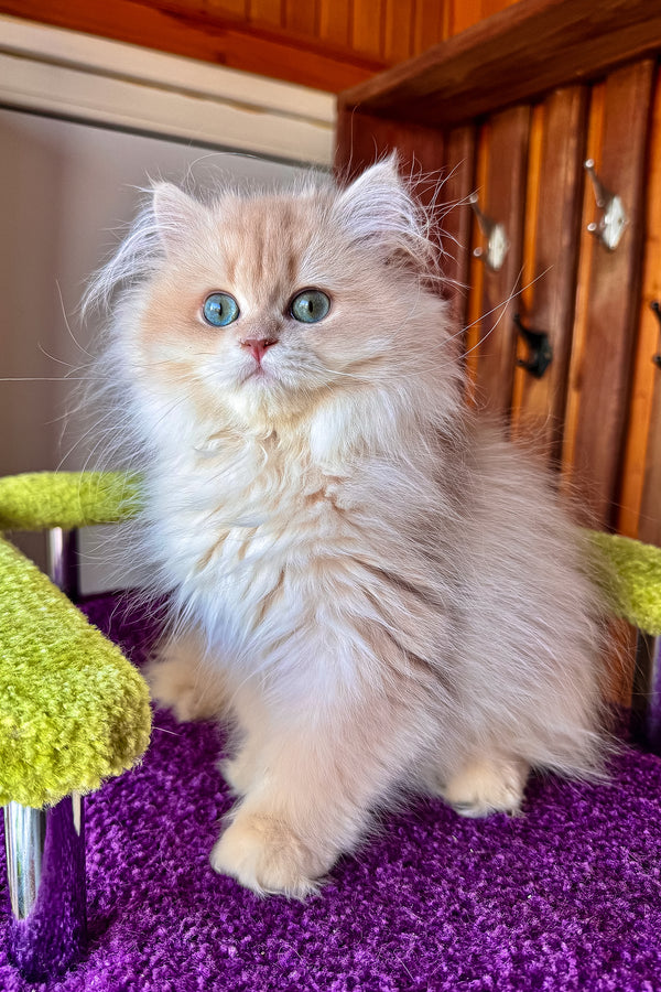 Dominic british longhair kitten with lilac golden shell cream fur and blue eyes on purple surface health guarantee included