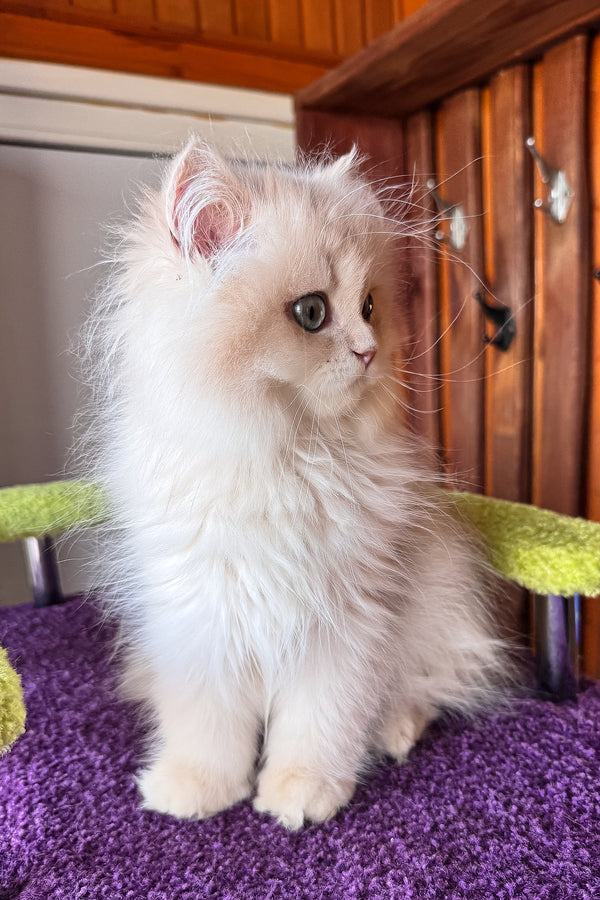 Fluffy cream-colored british longhair kitten with striking green eyes sitting on purple textured surface with health guarantee