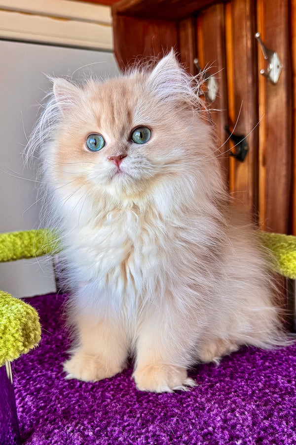 Dominic british longhair kitten with fluffy lilac golden shell fur and blue eyes sitting on a purple surface health guarantee