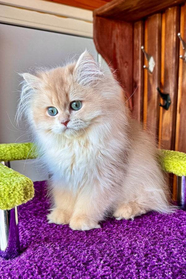 Fluffy cream british longhair kitten with green eyes sitting on purple carpet perfect for lilac golden shell health guarantee