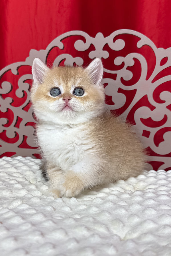 Dominica | British Shorthair Kitten