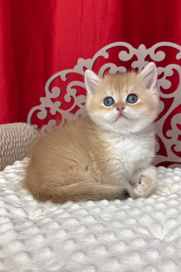 Dominica | British Shorthair Kitten