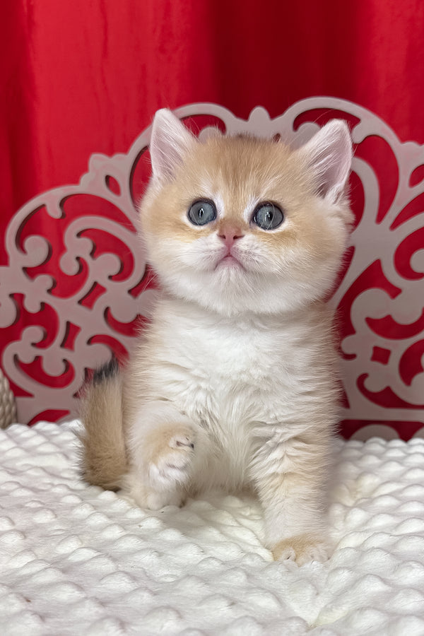 Dominica | British Shorthair Kitten