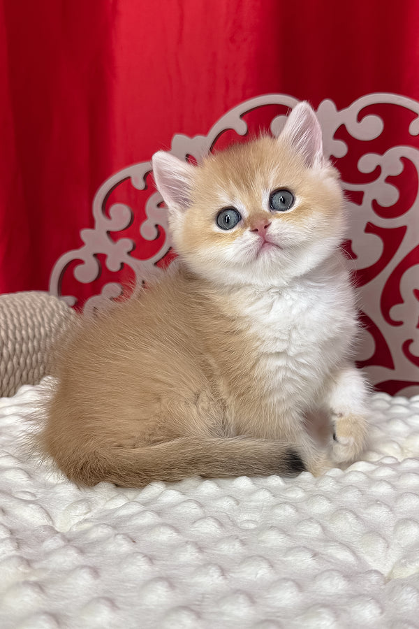 Dominica | British Shorthair Kitten