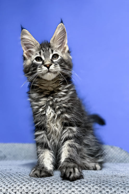 Dominik | Maine Coon Kitten