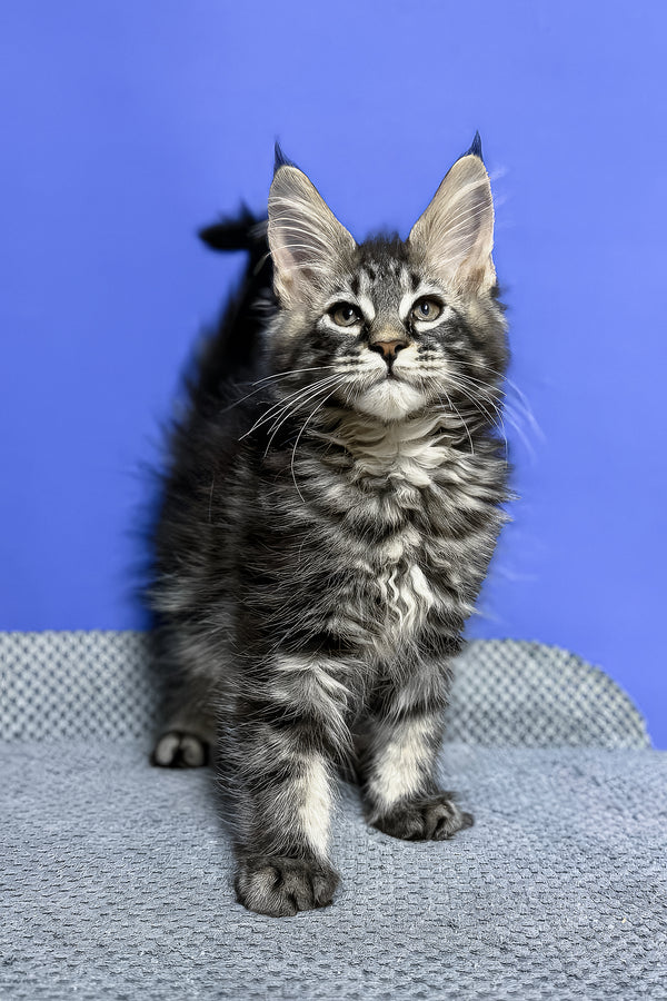 Dominik | Maine Coon Kitten