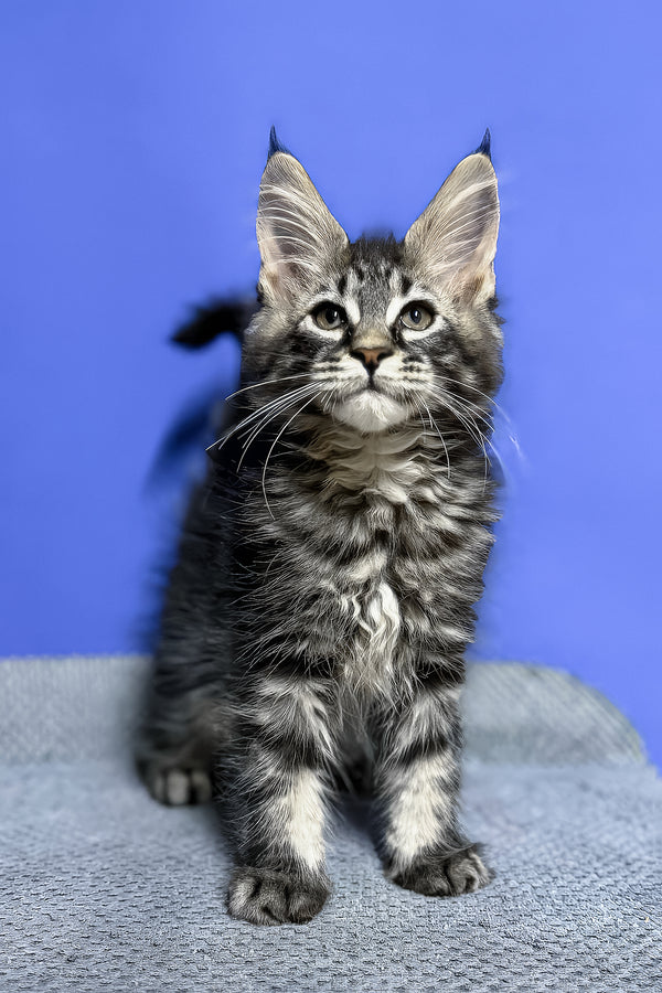 Dominik | Maine Coon Kitten
