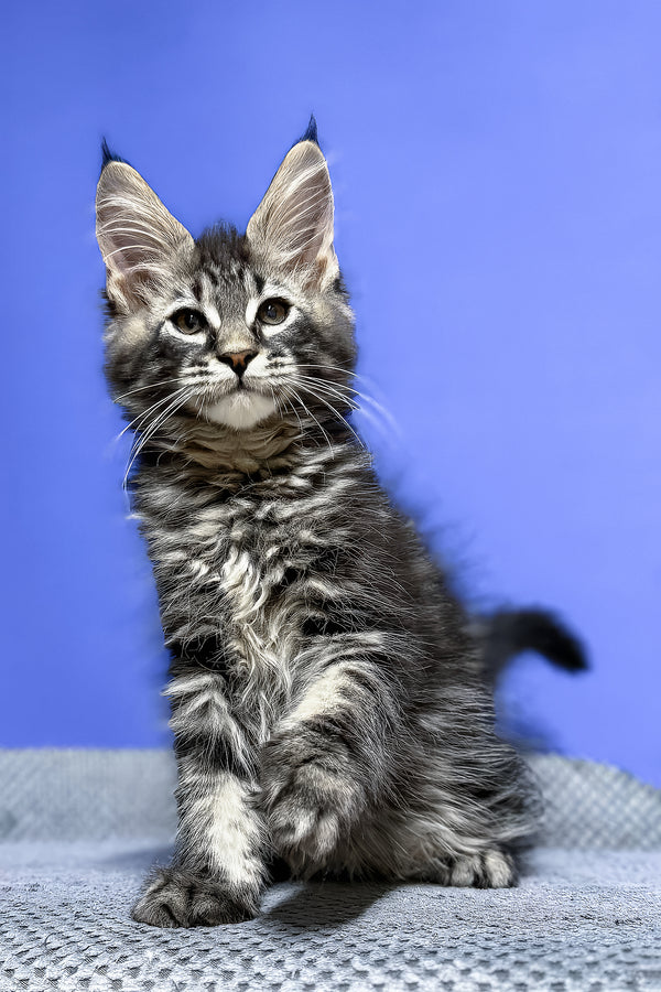 Dominik | Maine Coon Kitten