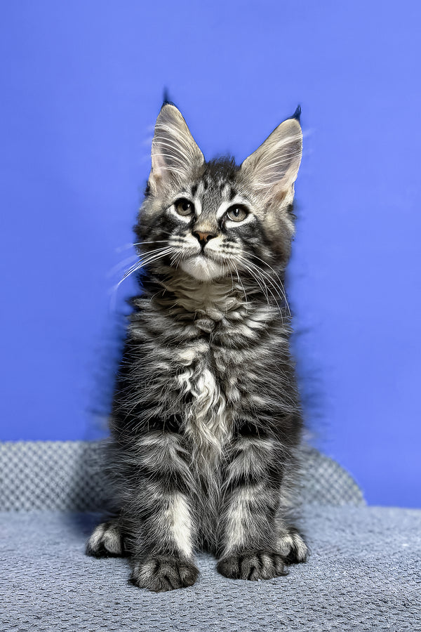 Dominik | Maine Coon Kitten