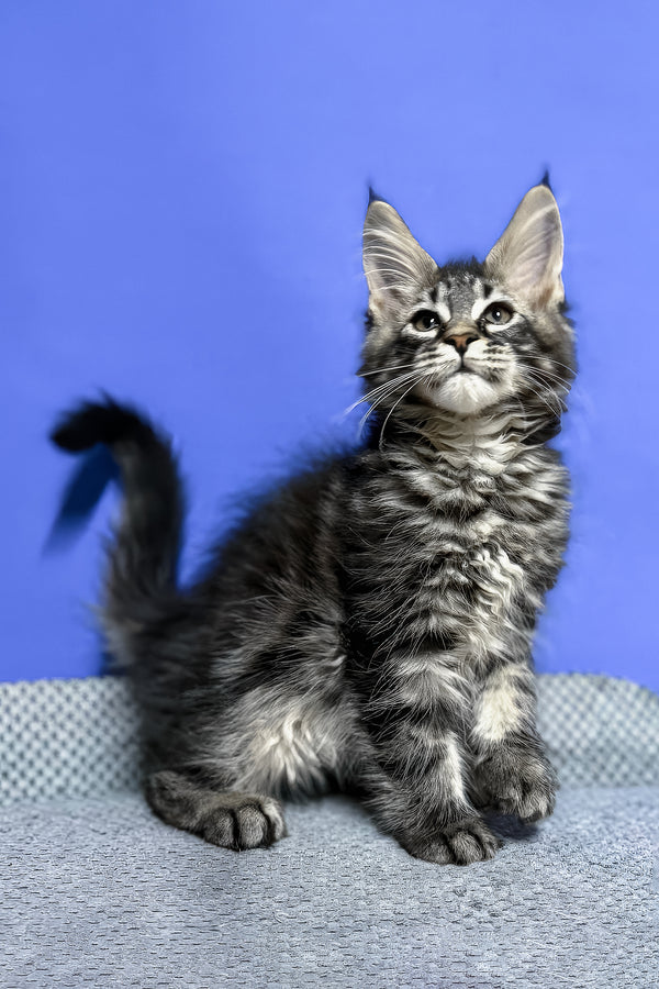 Dominik | Maine Coon Kitten